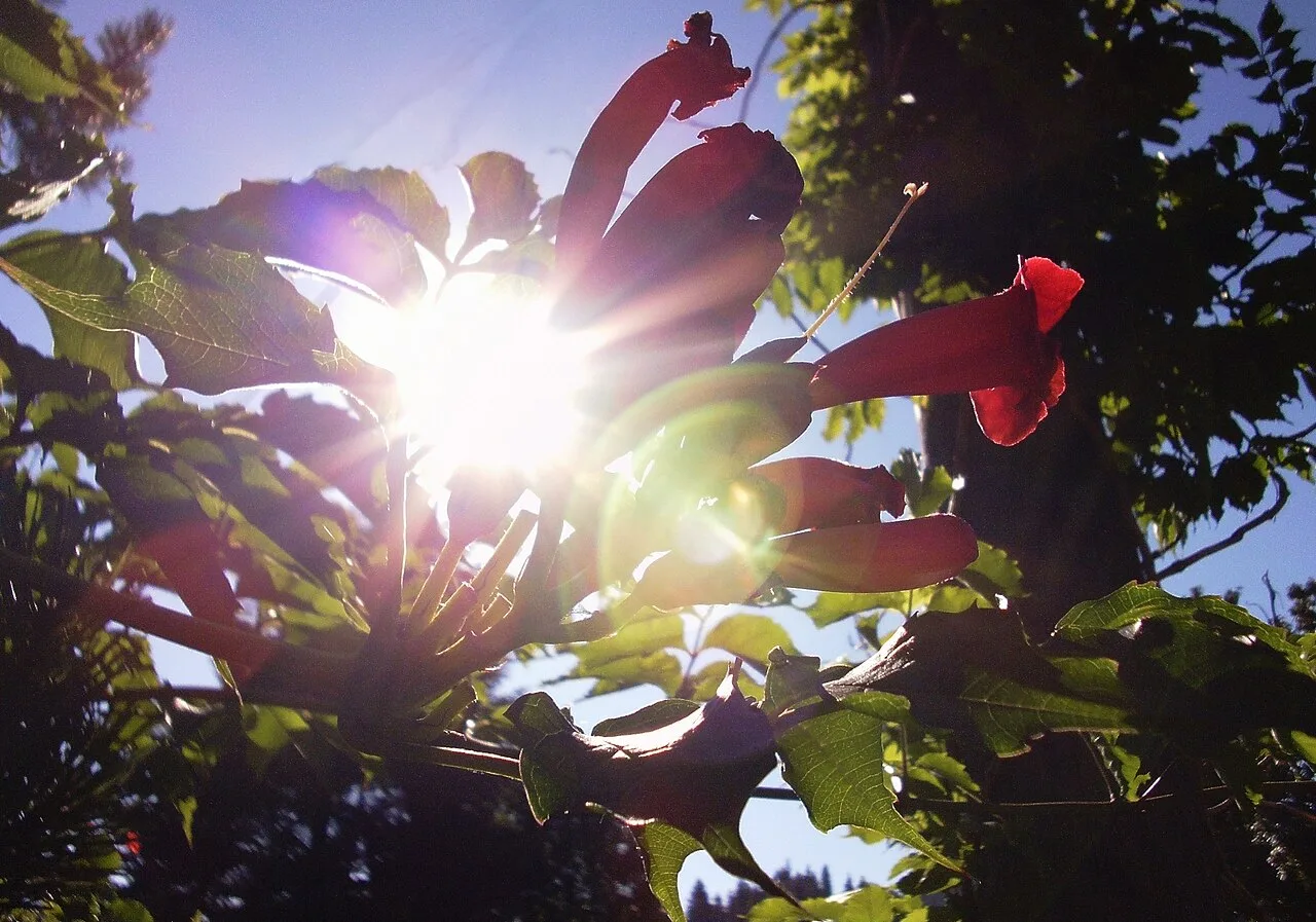 Sunlight shining through leaves and flowers