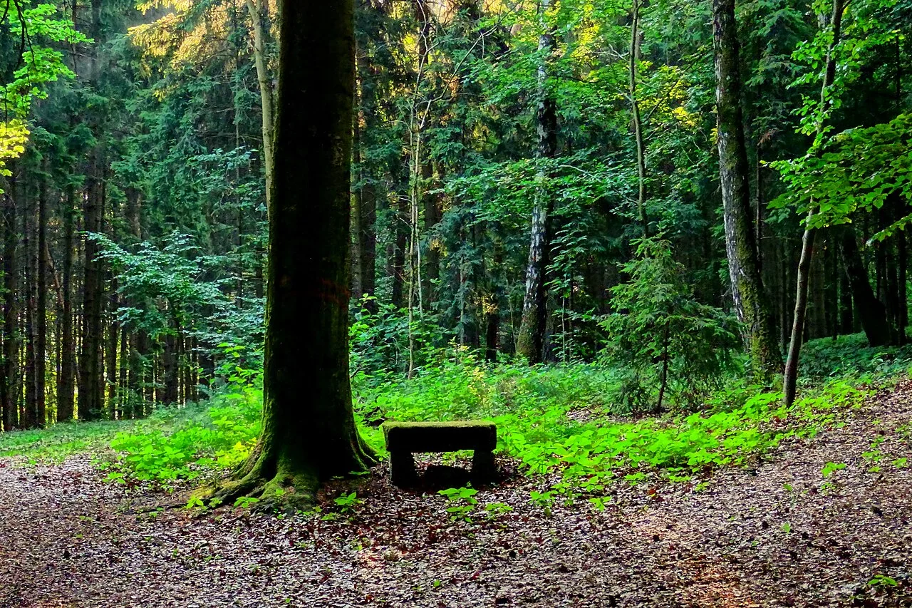 A small wooden bench surrounded by woodland greenery