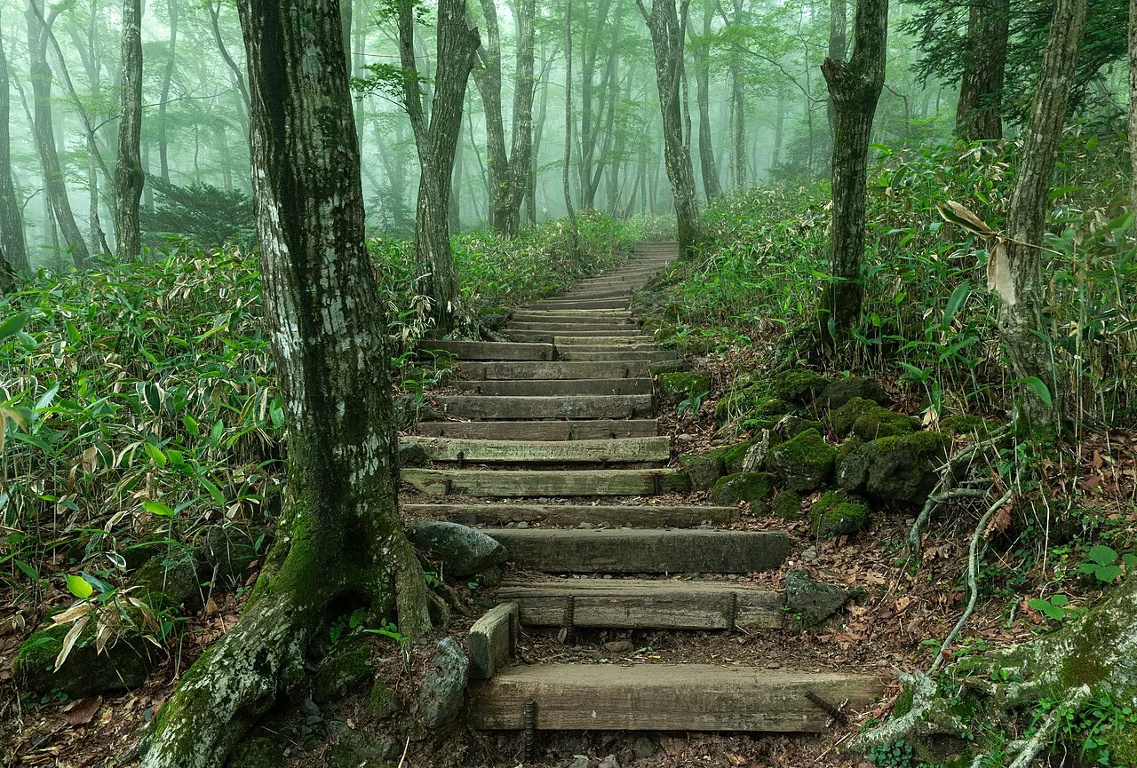 Stone steps leading upward through a green forest