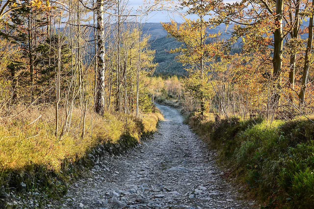 A woodland path through autumn trees
