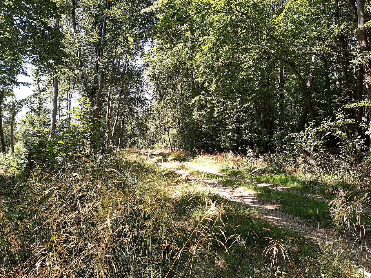 A narrow path winding between trees in sunlight