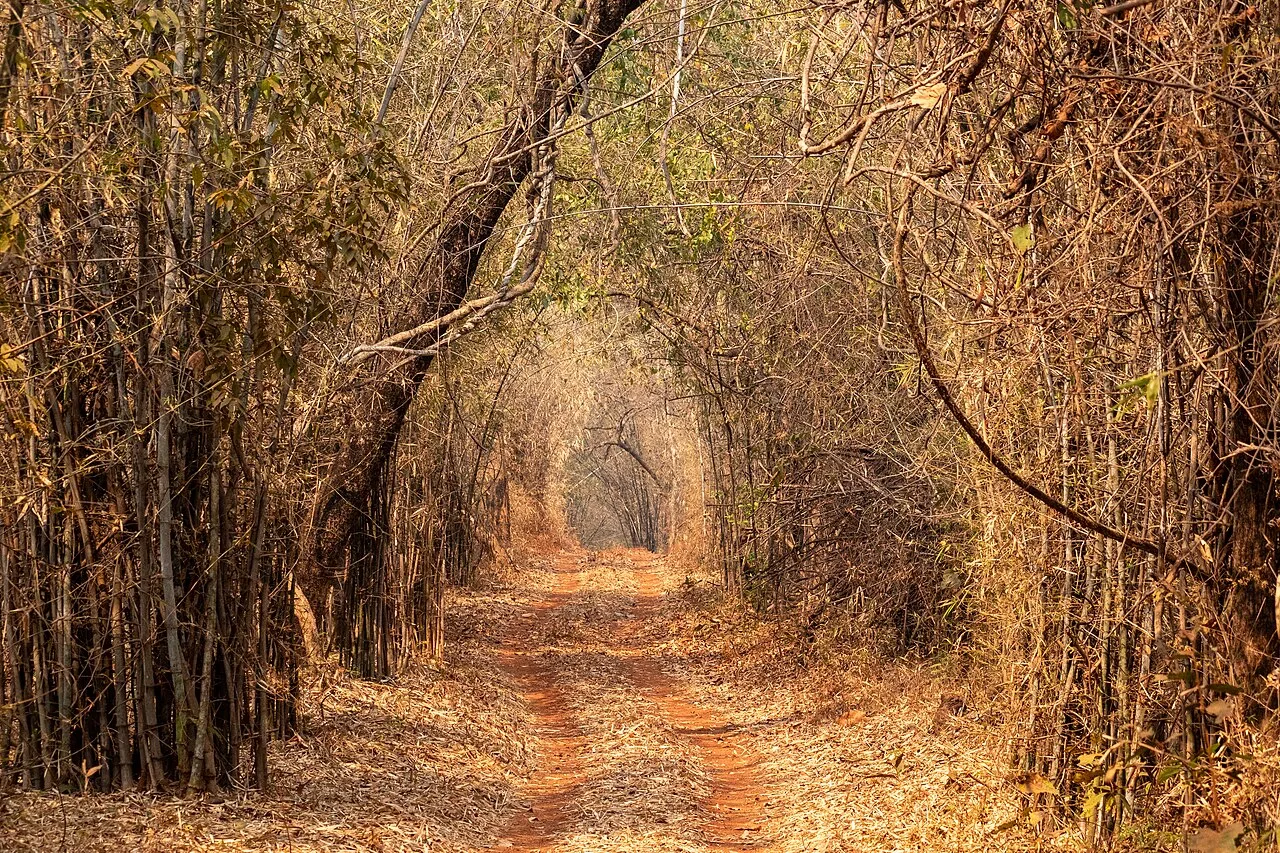 A leaf-covered path through a bamboo forest