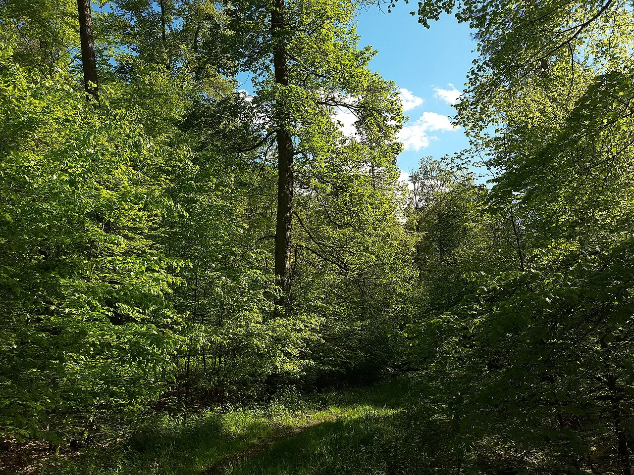 A grassy path through a green woodland