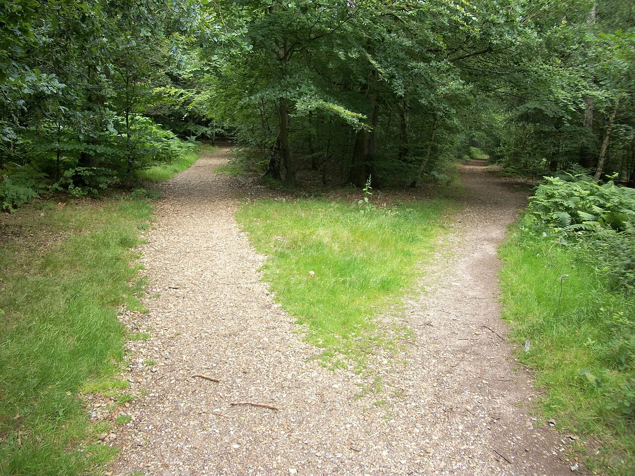 A forest path dividing into two directions