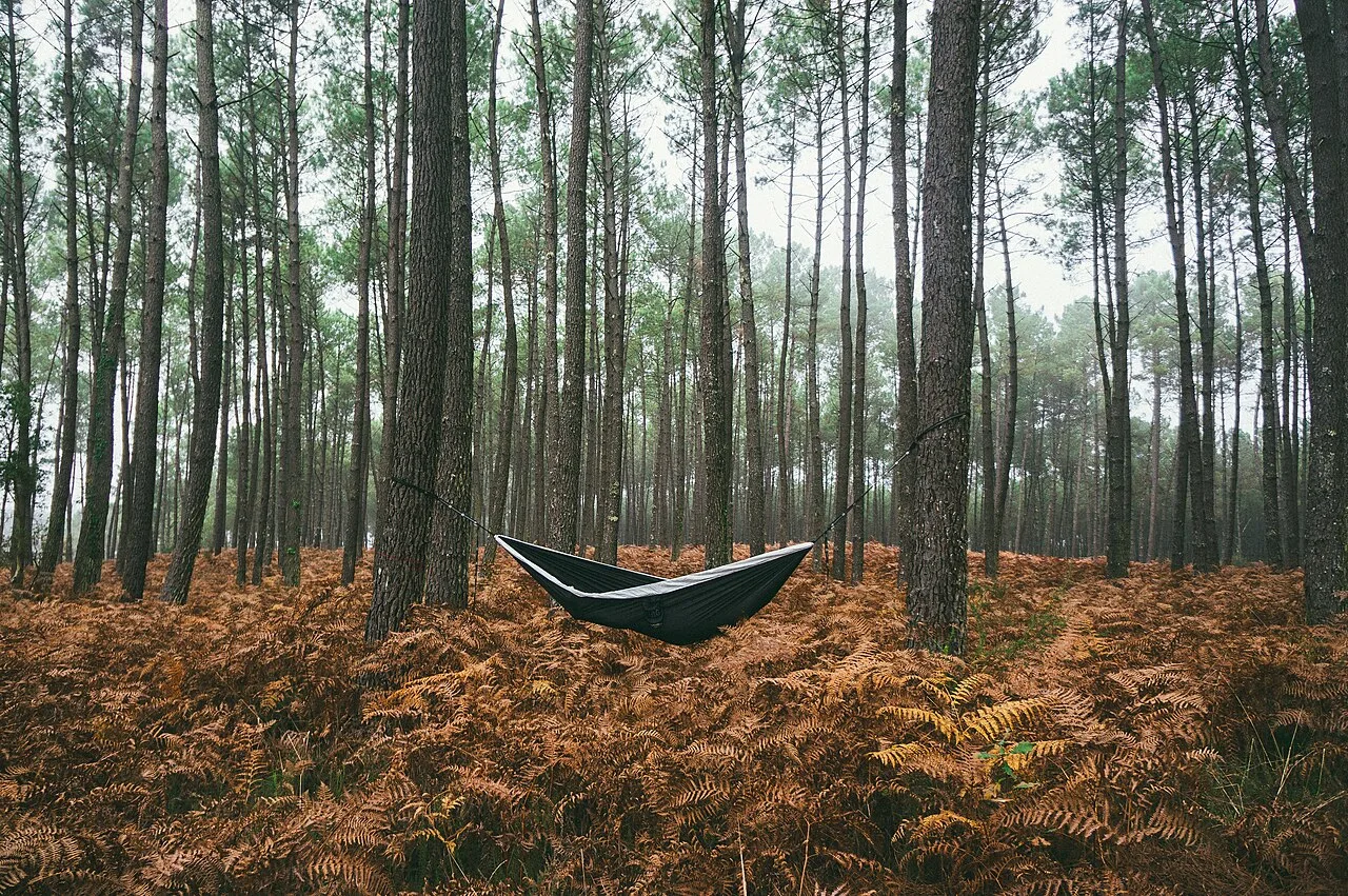 An empty hammock hanging between trees