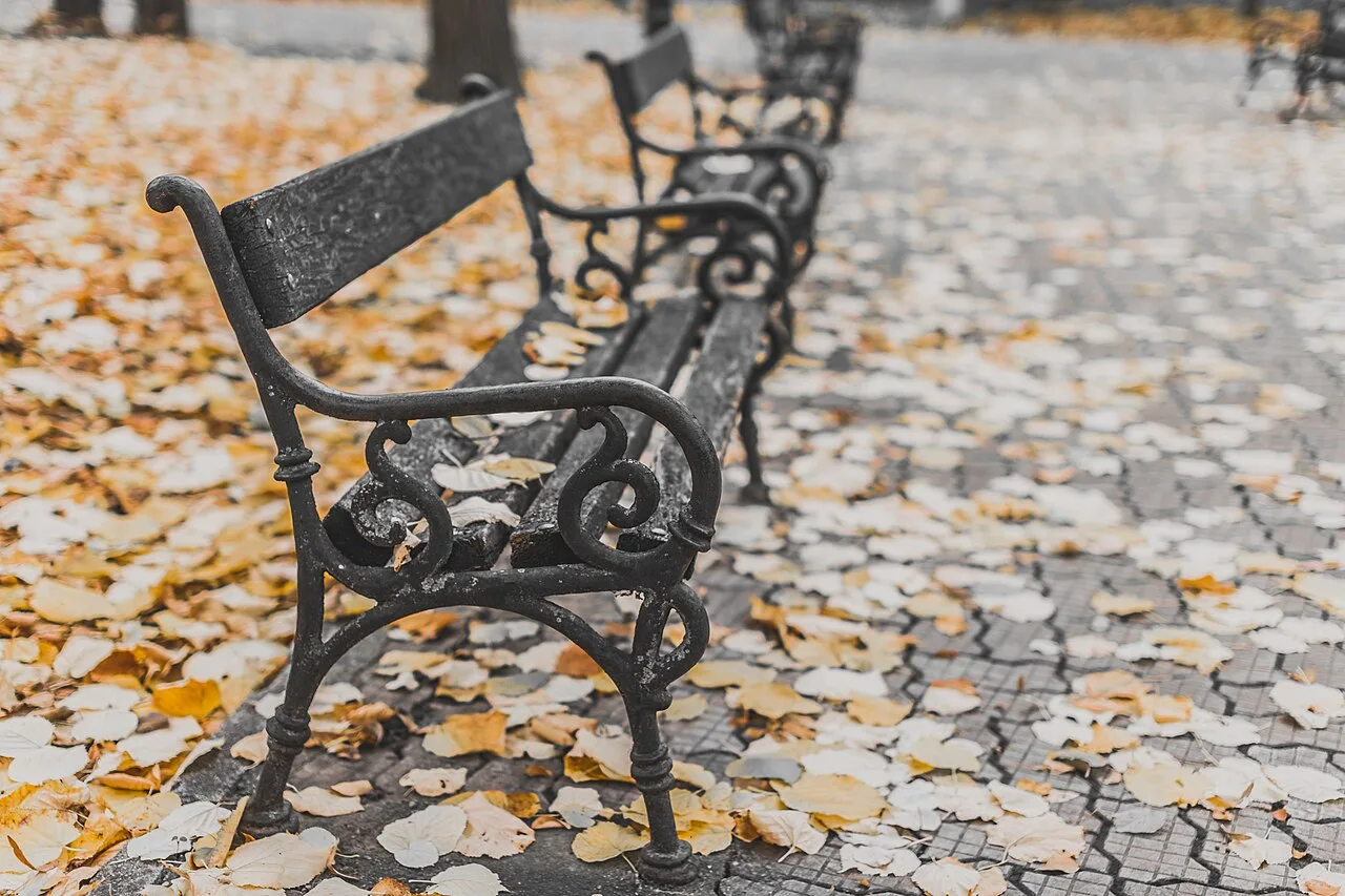 Park benches lined up beside autumn leaves