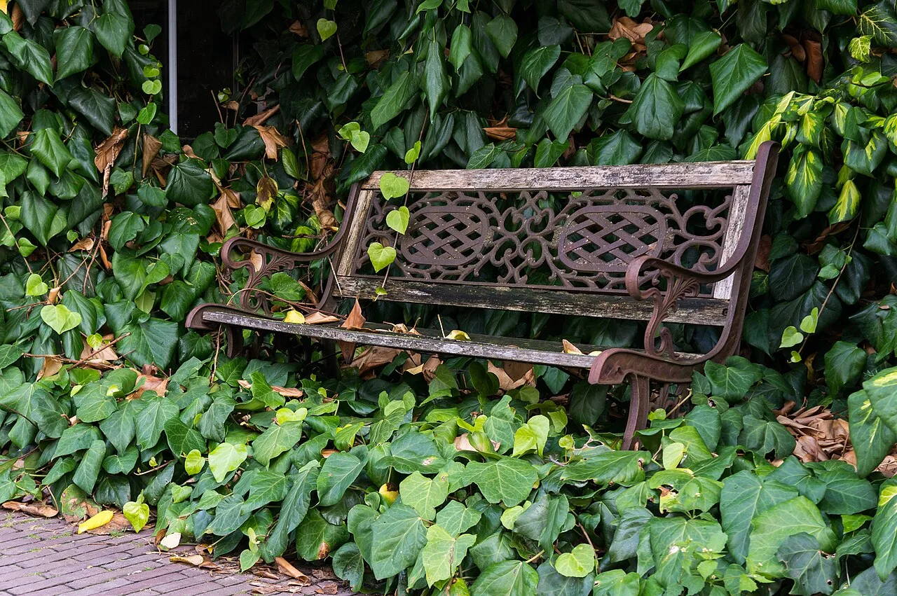 An empty bench surrounded by climbing green leaves