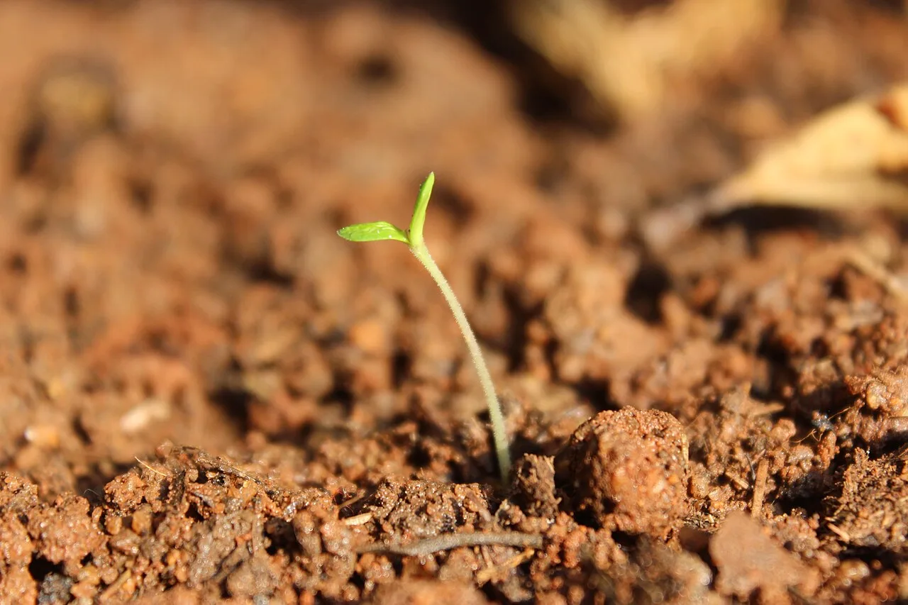 A tiny green seedling emerging from brown soil