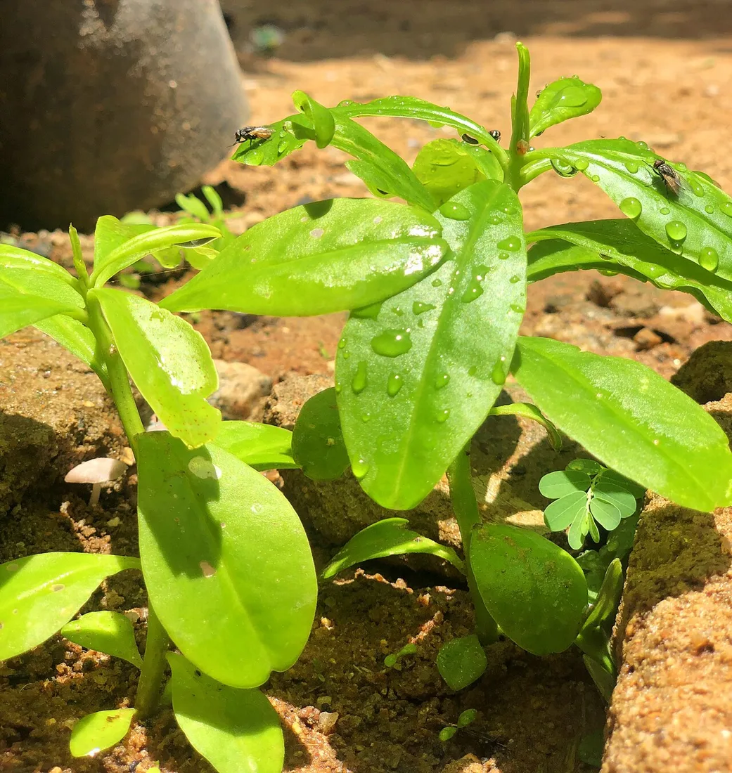 Fresh green leaves covered in raindrops