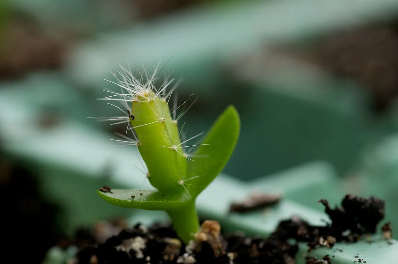 A small cactus seedling emerging from soil
