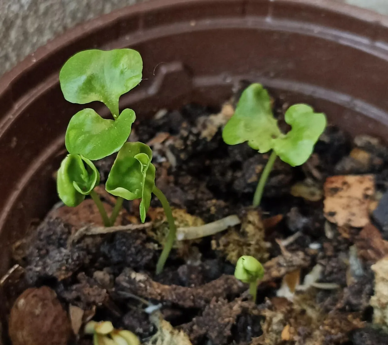 Young green seedlings growing in a pot