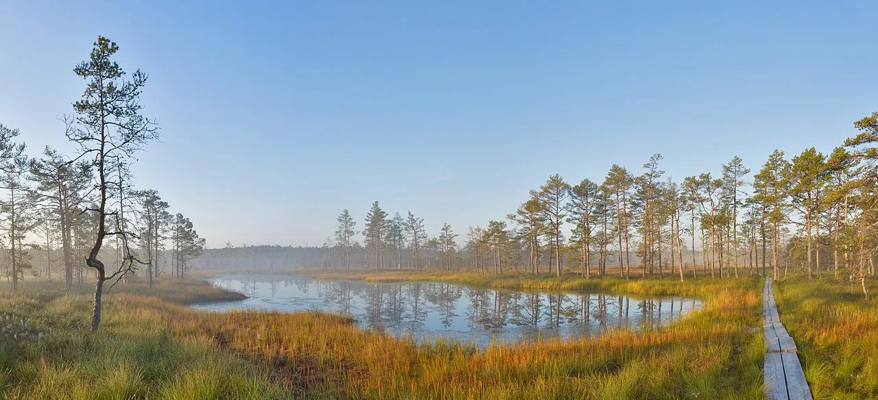 Soft morning light across a wooded wetland