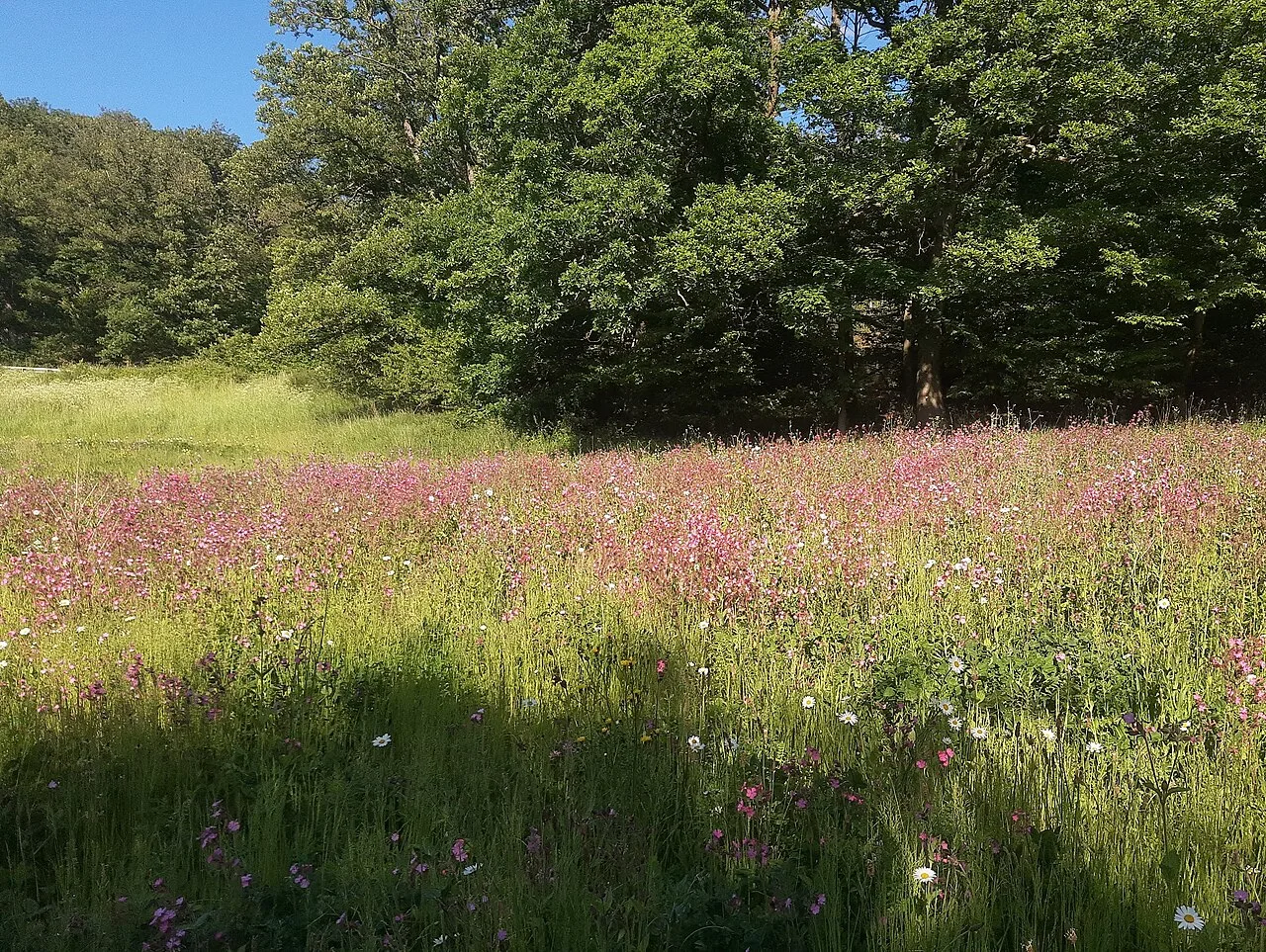 Wildflowers growing in a meadow beside a woodland